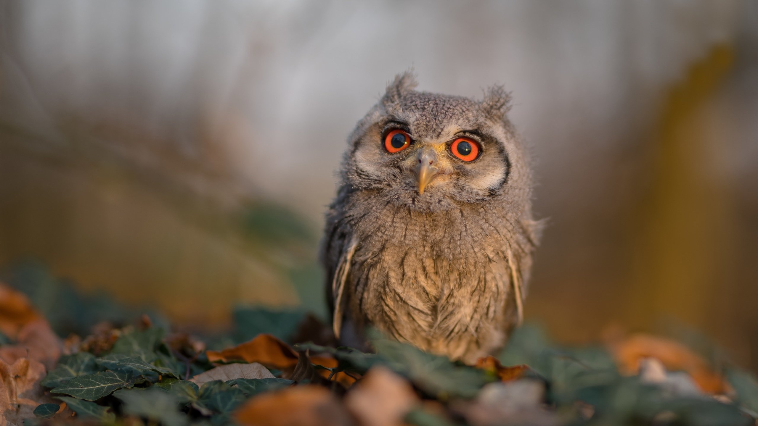 “精彩集锦:本周中超最佳瞬间盘点”,中超最佳阵容评选