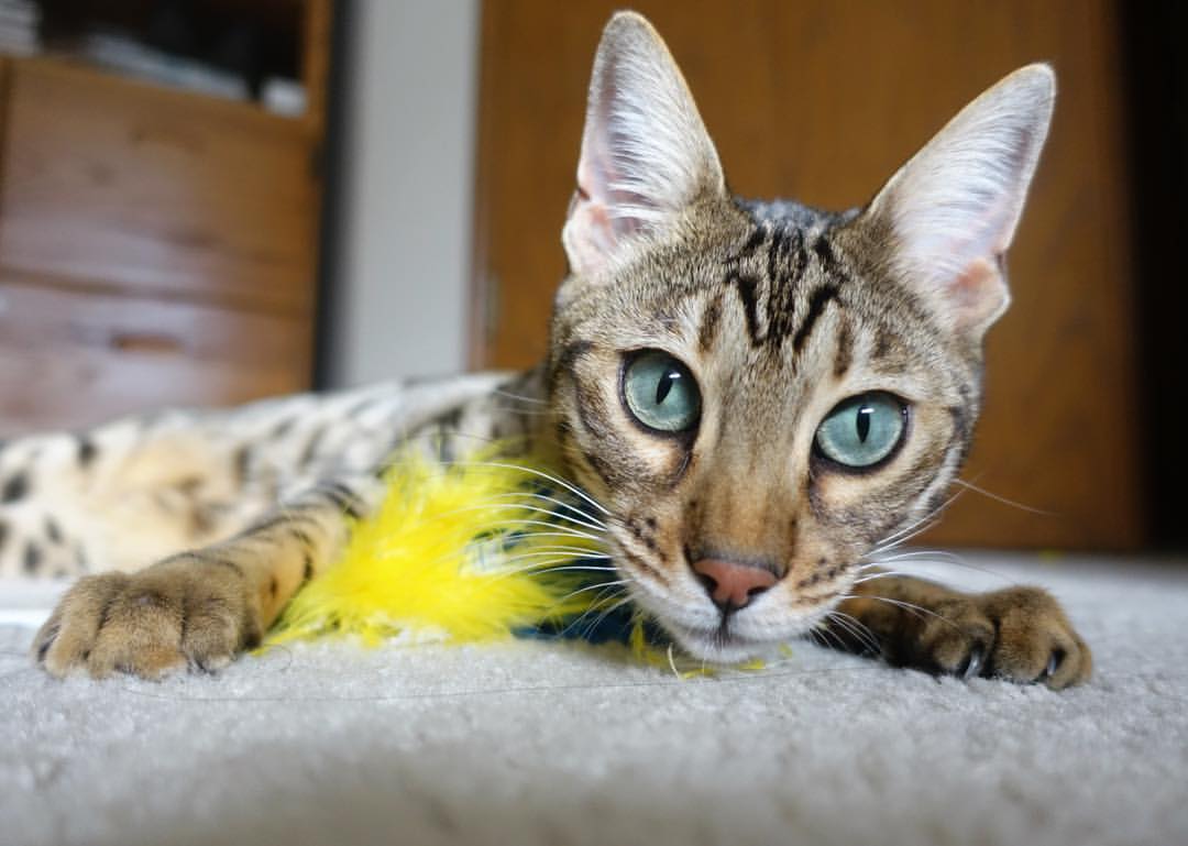 九游娱乐(jiuyou)官方网站-中国足球进入冬训阶段各队积极备战，2021年冬训足球邀请赛