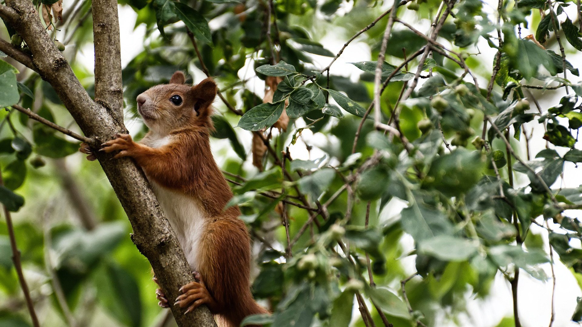 半场焦点:54-51,北京队略占优势,比赛悬念不断,北京队排名