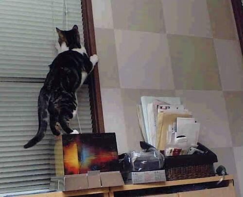 德甲新战术引领潮流，精彩片段层出不穷，德甲新赛季实力分析