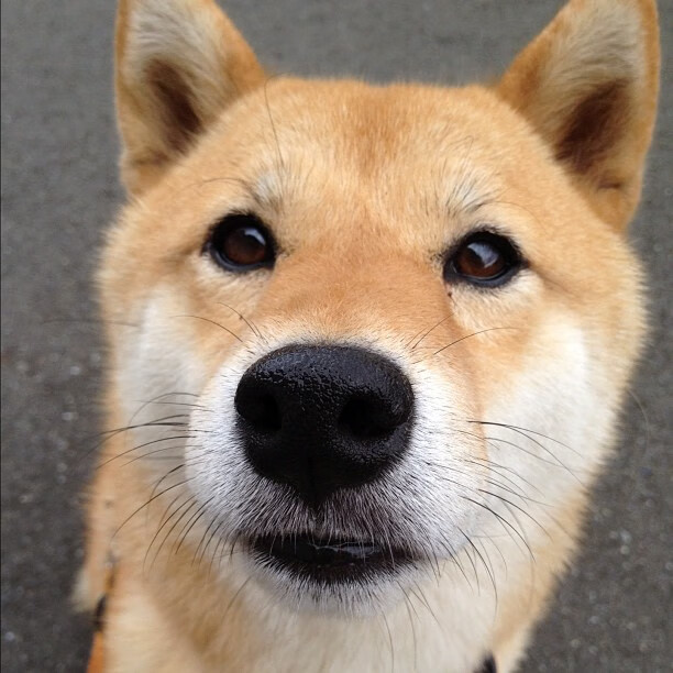 九游登录中心-日本马术协会与亚洲马术协会建立合作关系，推动区域发展。，日本马术比赛场地