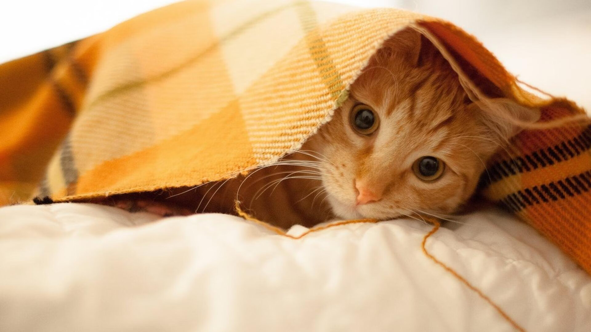 赛季“最具影响力”的三大球星,你支持谁?,本赛季最有价值球员