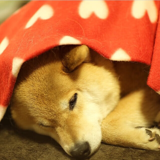 FaZe选手勇夺堡垒之夜周赛冠军，堡垒之夜faze战队