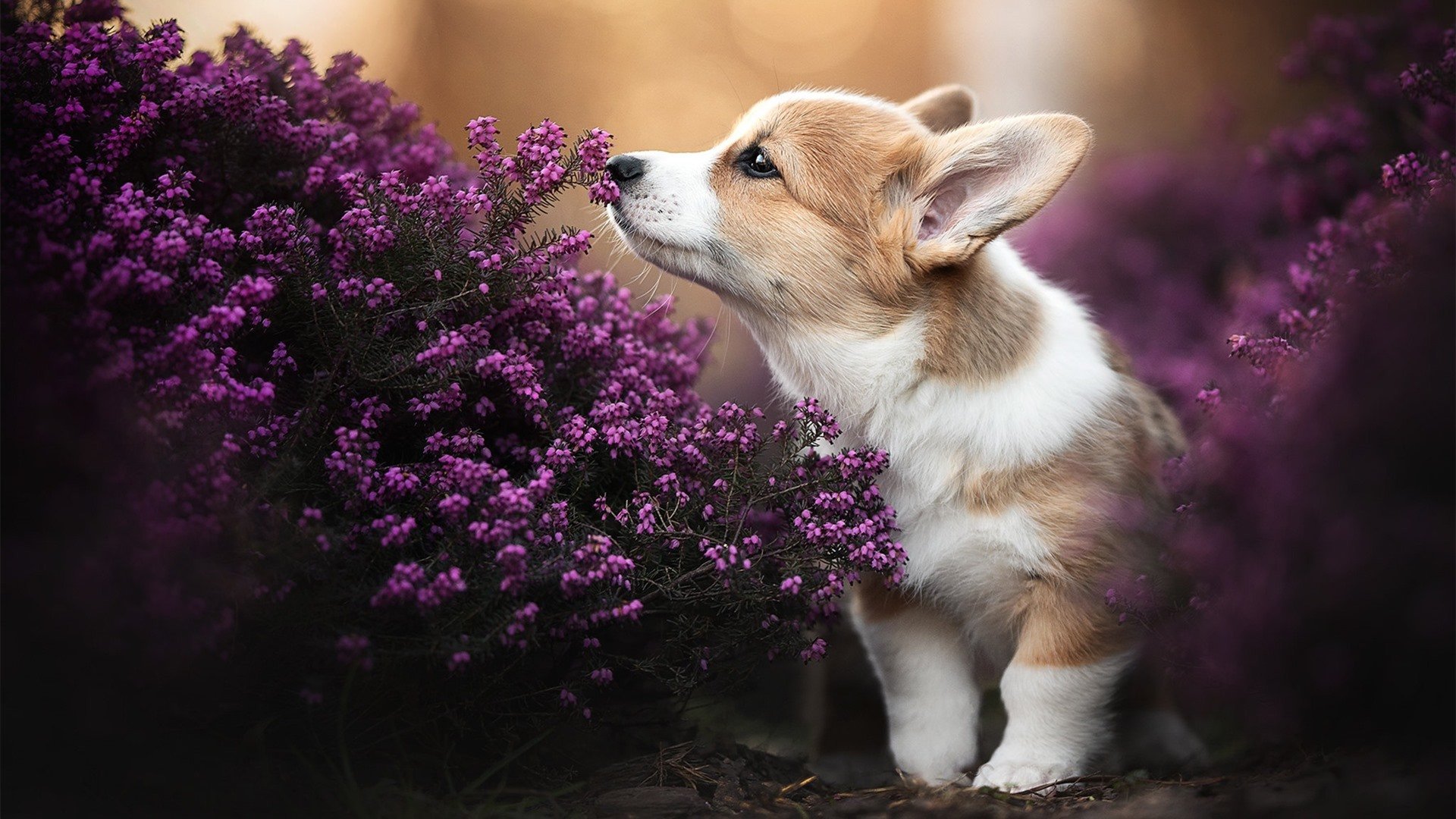 克罗地亚队在欧预赛中惊险获胜，晋级机会大增，克罗地亚联赛