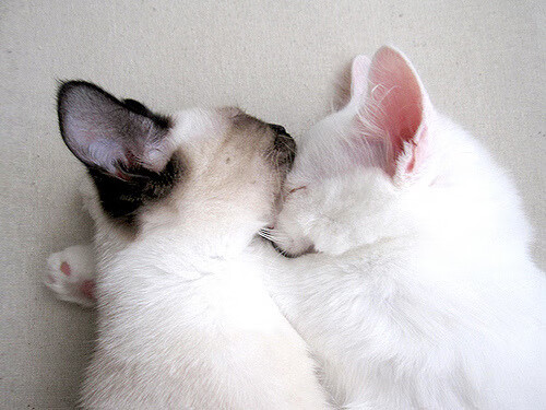 九游jiuyou-国内球员留洋成功率是否因心理问题受限，2021中国留洋球员一览