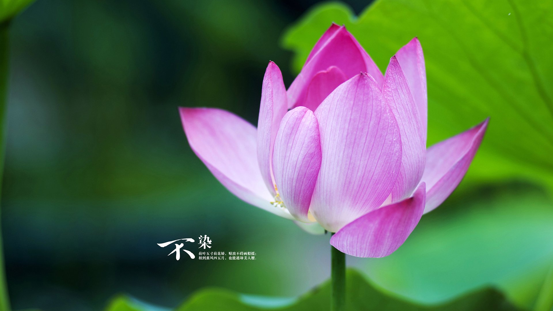 欧洲巨星篮球夏季巡回赛激情开幕，球迷沸腾，欧洲篮球集锦