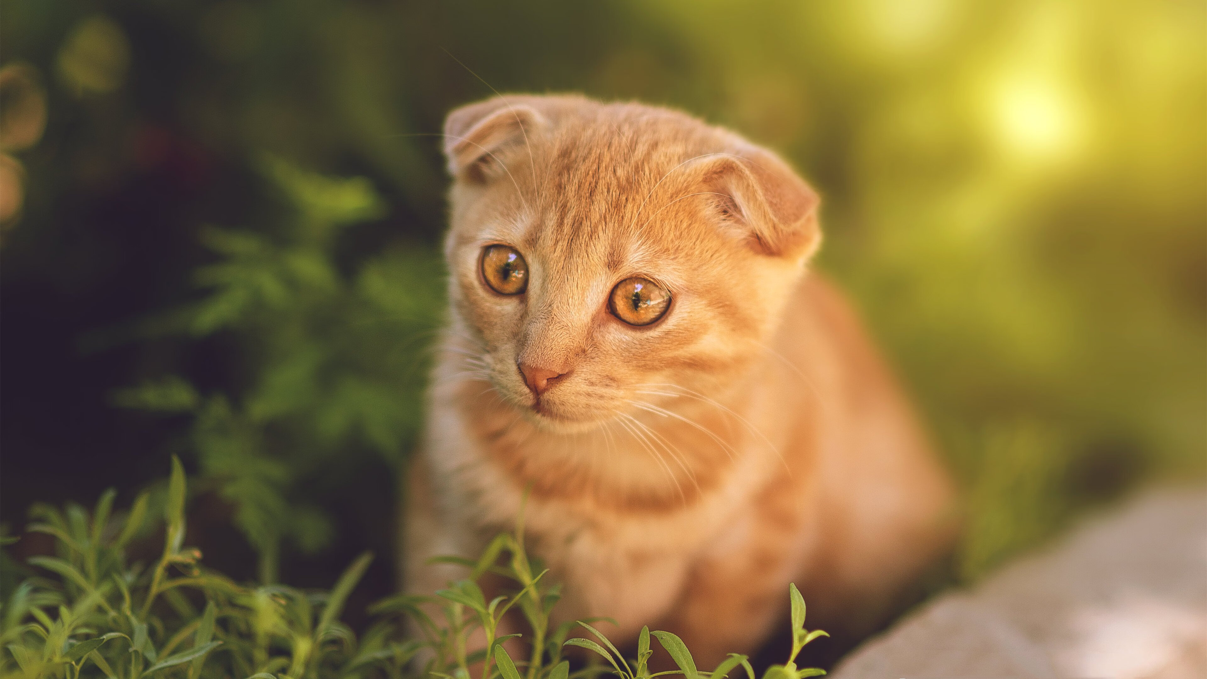 九游登录入口-球队是否应设立球迷参与建议委员会，球队是否应设立球迷参与建议委员会工作