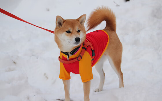 皇马遭遇两连败，积分榜跌至第七，皇马100分夺冠赛季积分榜