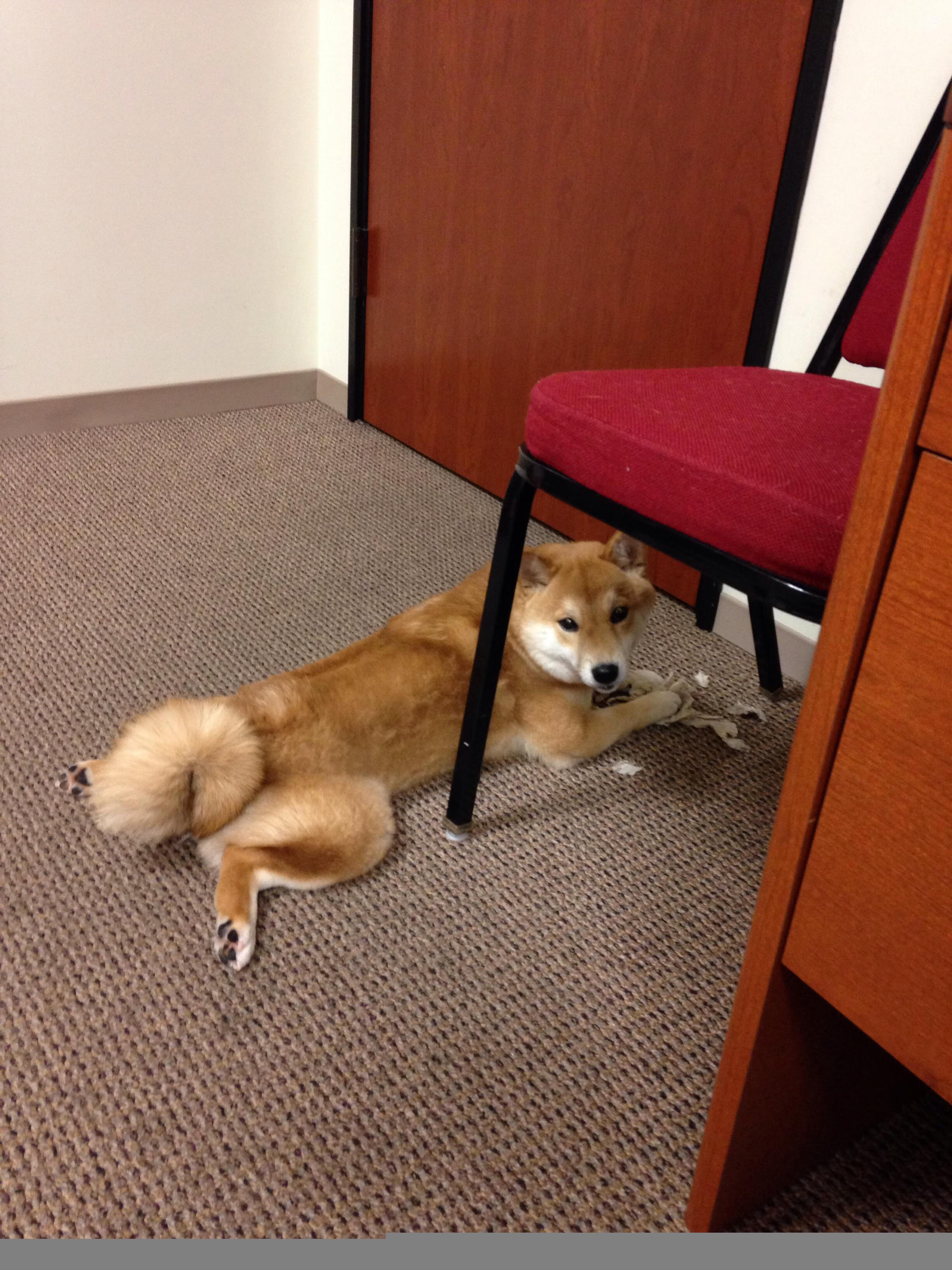 迈阿密国际签约新外援，增强防守实力，迈阿密国际队标