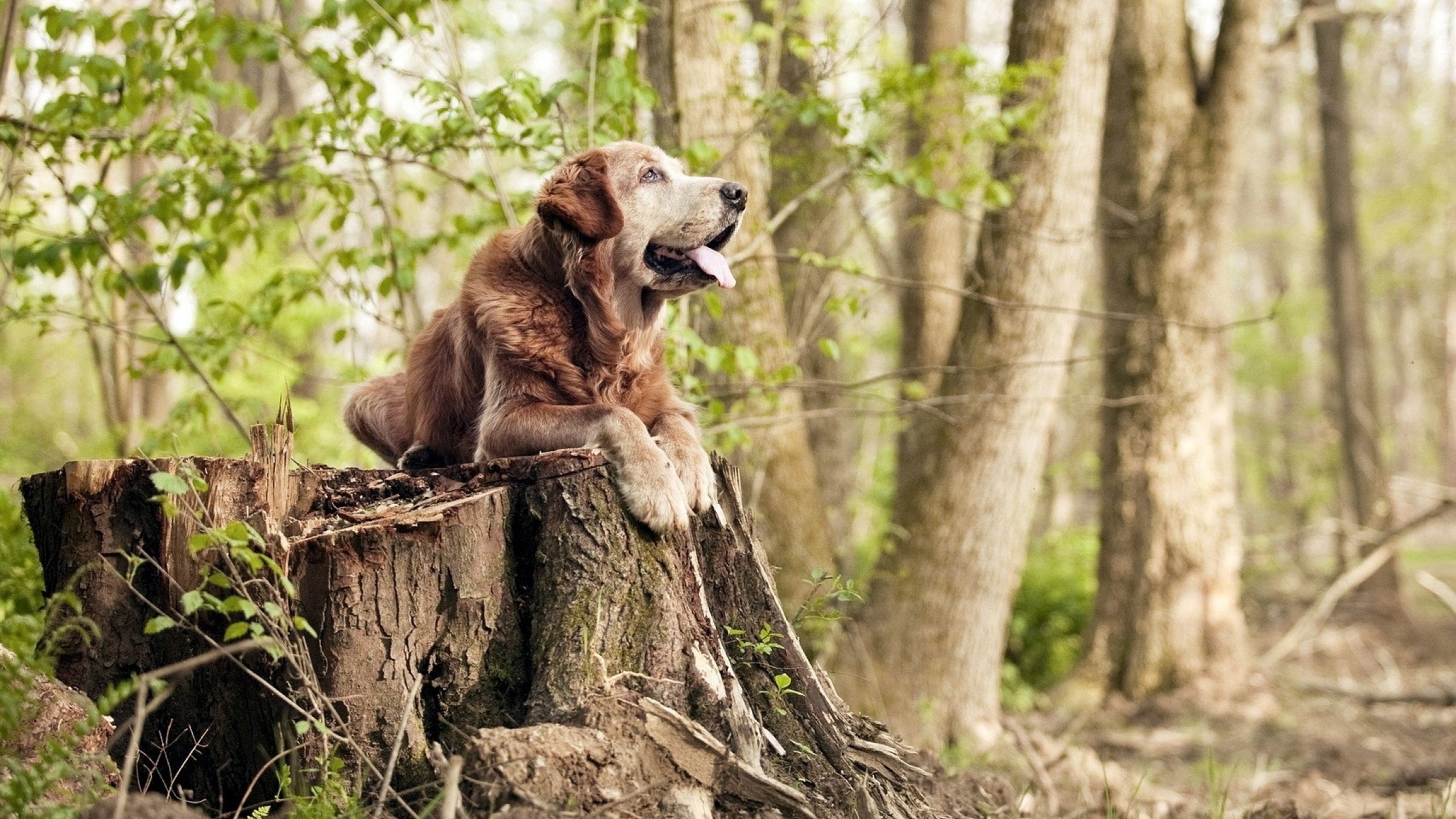 雷霆击败独行侠,季后赛首轮中亚历山大三分雨不断,雷霆亚历山大选秀报告