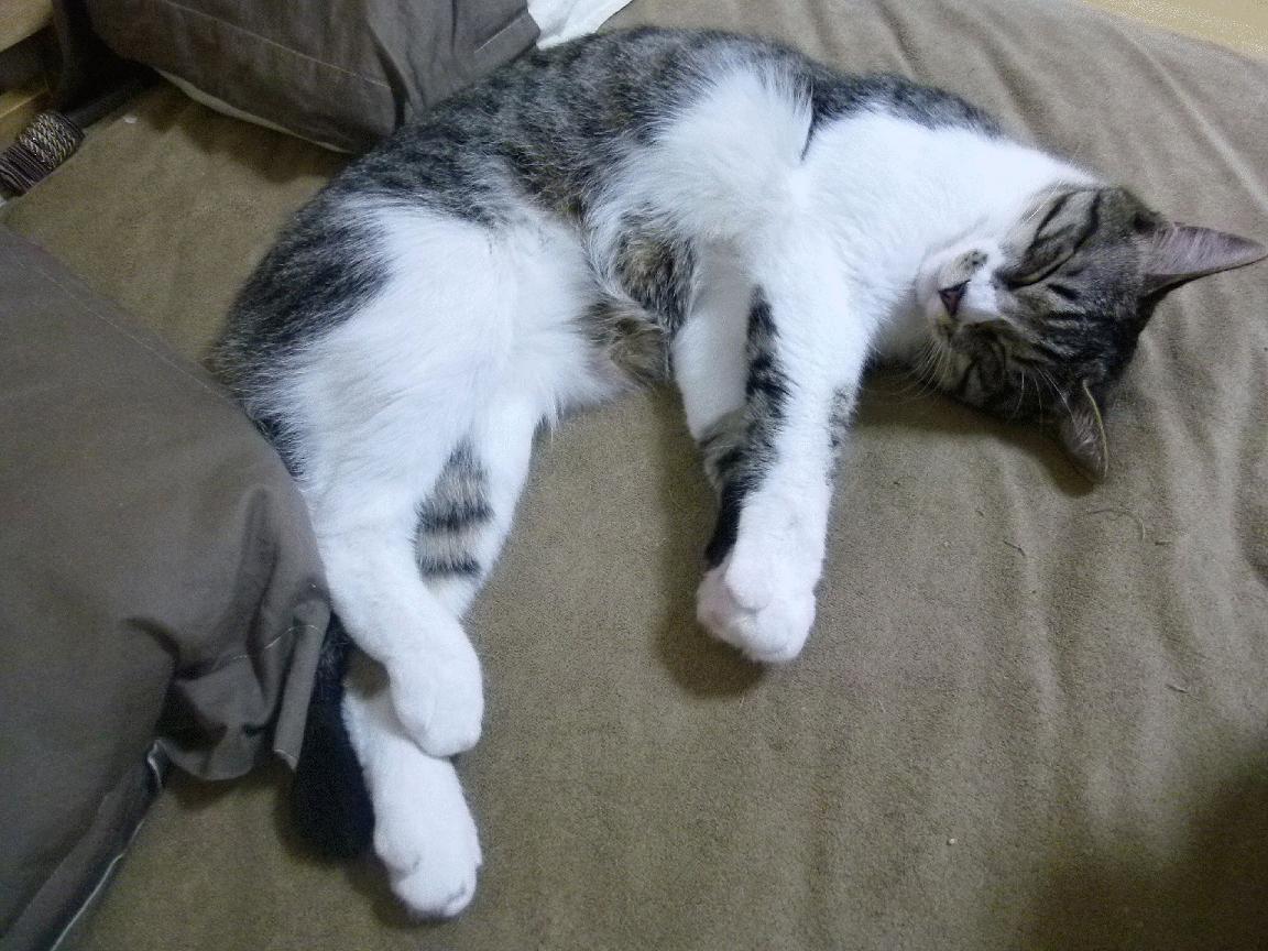 中国三人篮球女队注重体能储备,中国女子三人篮球国家队队员