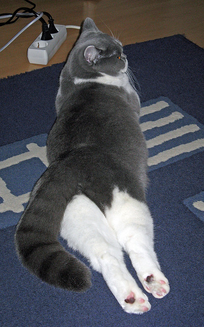 九游下载官网-奇才抢下关键篮板终结对方反扑希望，奇才战胜篮网