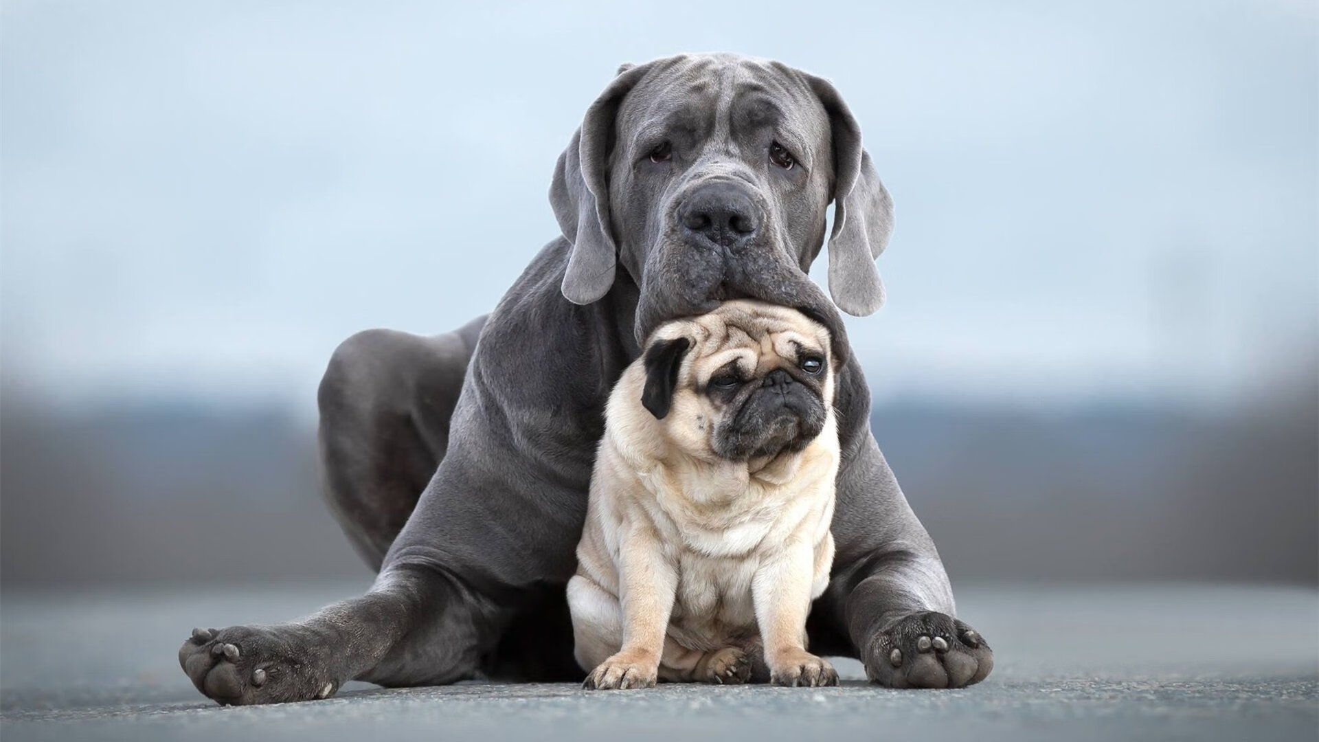 巴西队在南美预赛领先,晋级形势乐观